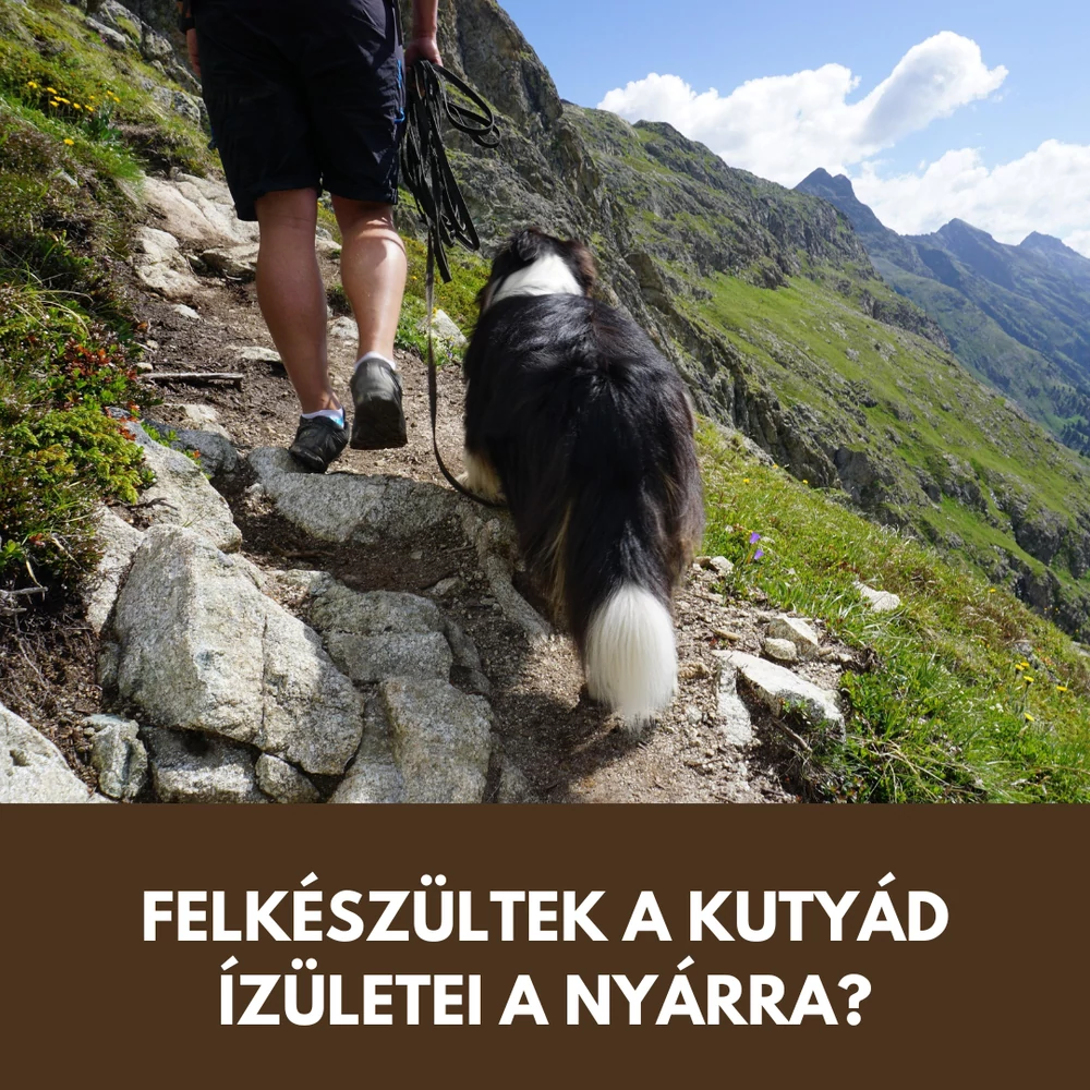 Ízületvédő kutyáknak nyári aktivitáshoz: mikor kell támogatás túrázás, úszás és több mozgás mellett?