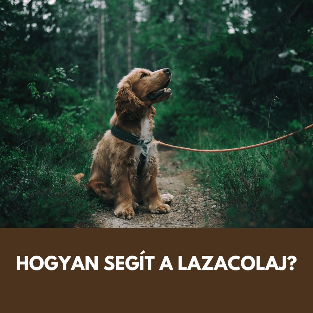 Lazacolaj kutyáknak: mikor érdemes adni bőrre, szőrre és étrend-kiegészítésként?