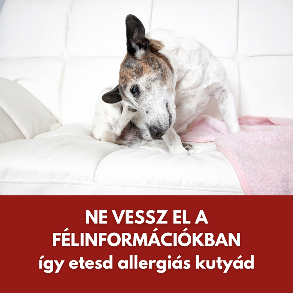 3 tény, amit nem tudtál az allergiás kutya etetéséről