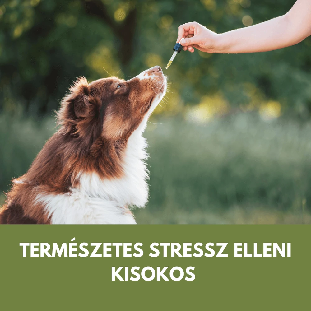 Kutya nyugtató okosan: természetes megoldások, CBD és állatorvosi szerek - mikor melyikhez nyúlj?