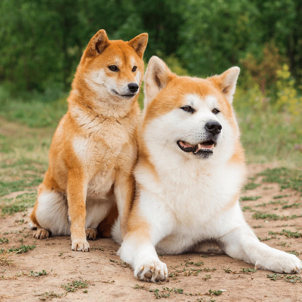 Akita etetése, gondozása, története és érdekességek