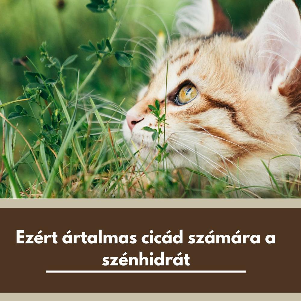 Ezért ártalmas a szénhidrát a cicádnak