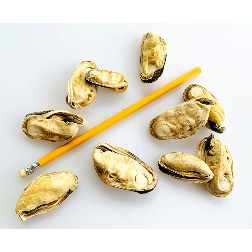 Zöldkagyló jutalomfalat, 50g, Lunderland