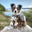Kép 3/5 - Lóhús smoothie allergiás kutyáknak 250 ml, SmoothieDog