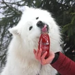 Kép 3/5 - Marhahús smoothie menü kutyáknak 250 ml, SmoothieDog
