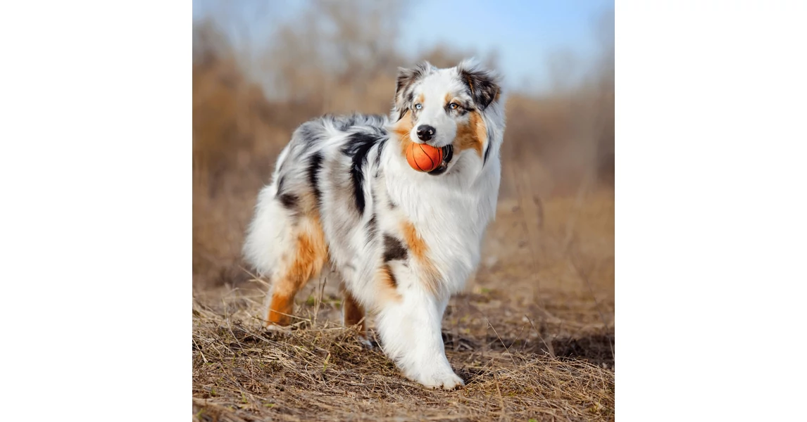 Ausztrál juhász története, gondozása és etetése