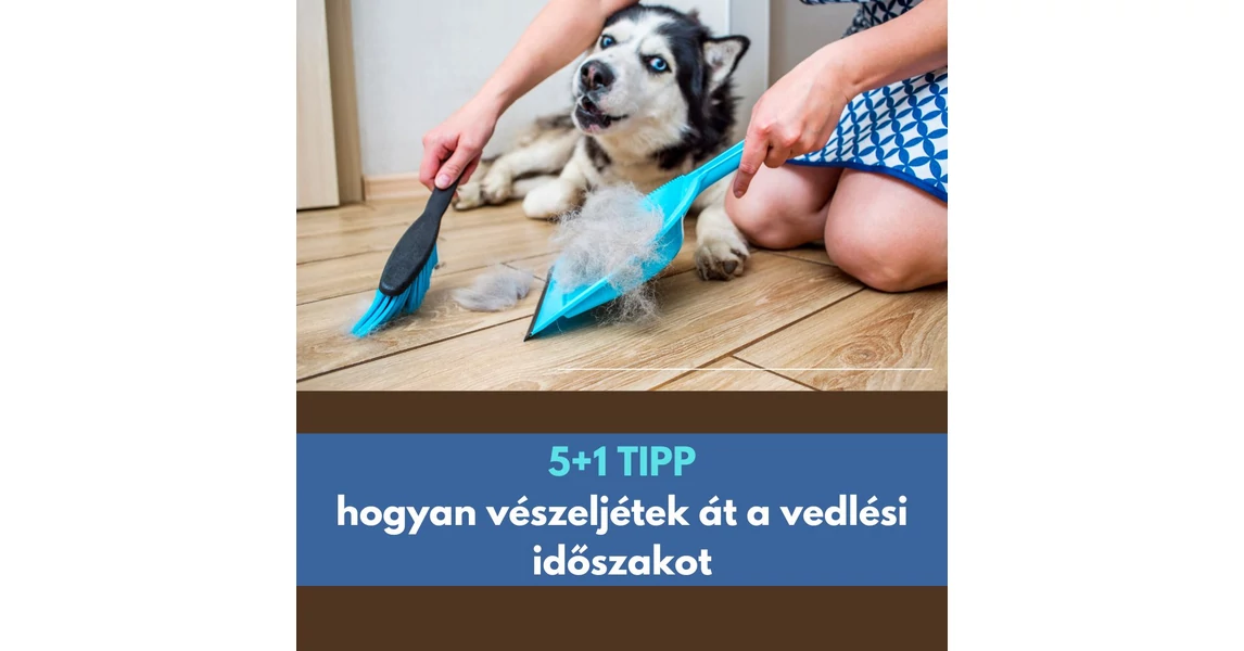 Kutya Vedles Ellen