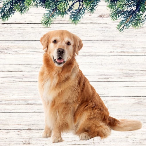 Kutyáknak Kutyáknak