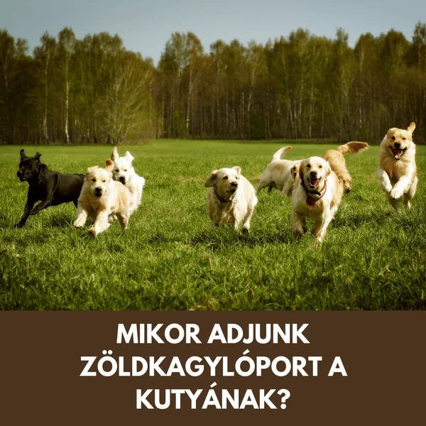 Zöldkagylópor kutyáknak: mikor kezdjük el, és kinek lehet igazán hasznos?