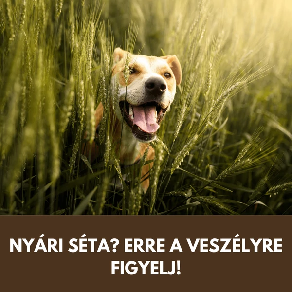 Toklász kutyában: nyári séták láthatatlan veszélye, amire minden gazdinak figyelnie kell