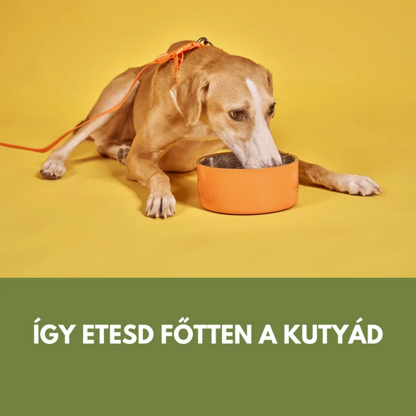 Főtt etetés kutyáknál: hogyan állíts össze teljes értékű étrendet hiányállapotok nélkül?