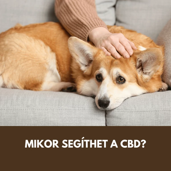 CBD olaj kutyáknak nyáron: utazás, vihar, tűzijáték és stresszes helyzetek esetén mikor segíthet?