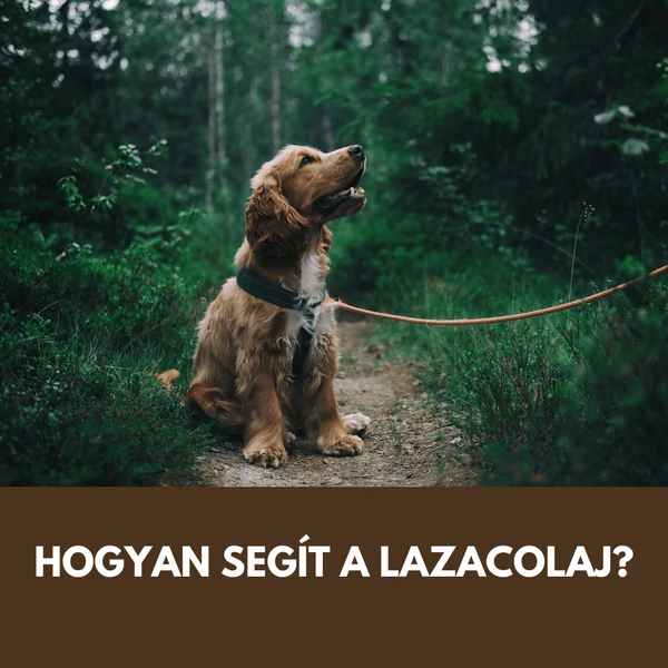 Lazacolaj kutyáknak: mikor érdemes adni bőrre, szőrre és étrend-kiegészítésként?