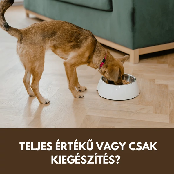 Párolt menü kutyáknak hosszú távon: lehet-e teljes étrend, vagy csak kiegészítés?