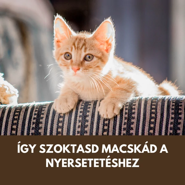 Igy etesd a cicád barfosan