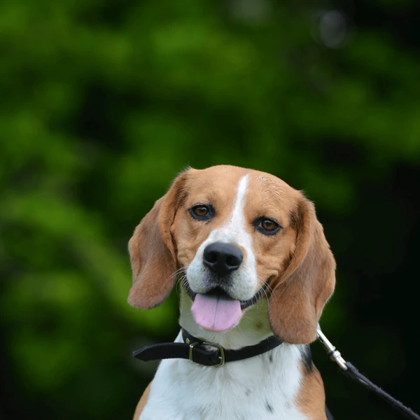 Beagle  története, gondozása és etetése