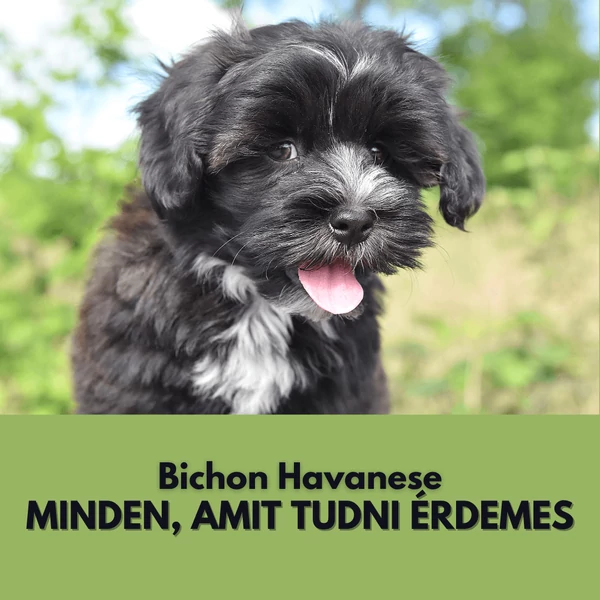 Bichon Havanese: Minden, amit tudnod kell erről a kedves fajtáról