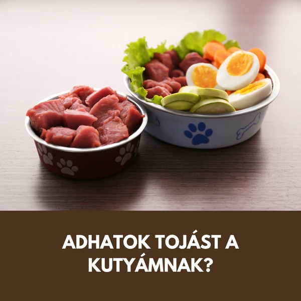 Adhatok-e tojást a kutyámnak? 