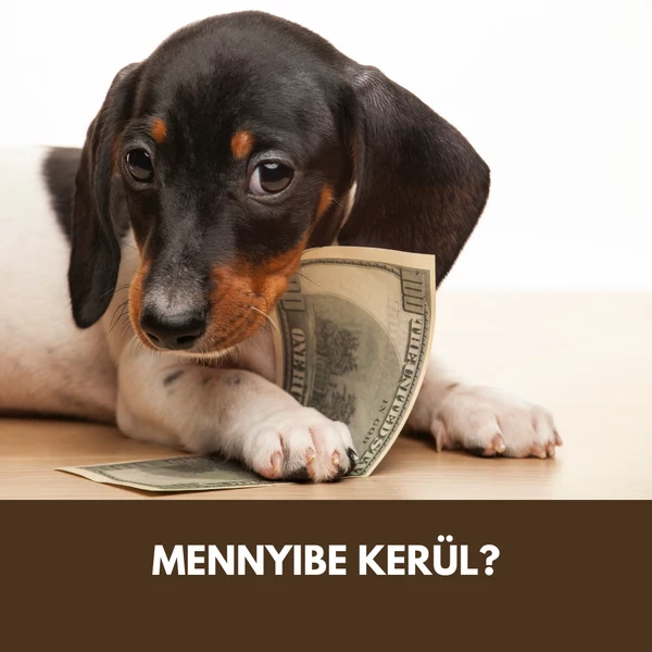 Mennyibe kerül BARF-ozni?