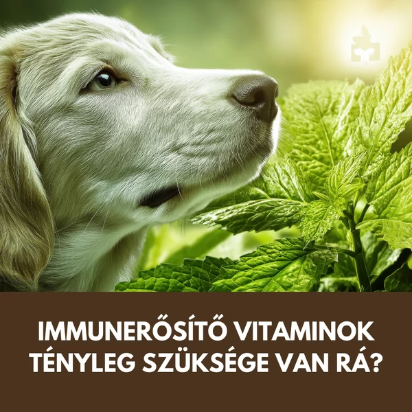 Immunerősítő kutyáknak télen: mikor, mit és meddig adjunk?