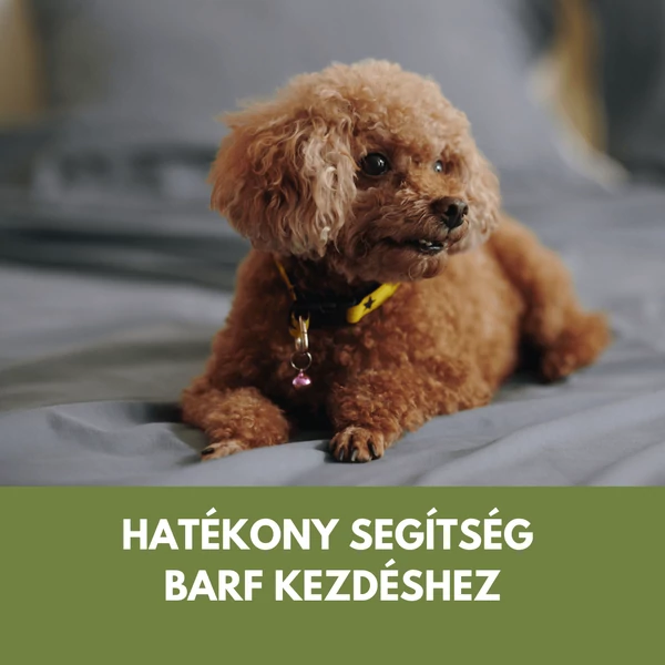 BARF menü egy hétre - valódi napi adagok kis- és közepes testű kutyáknak