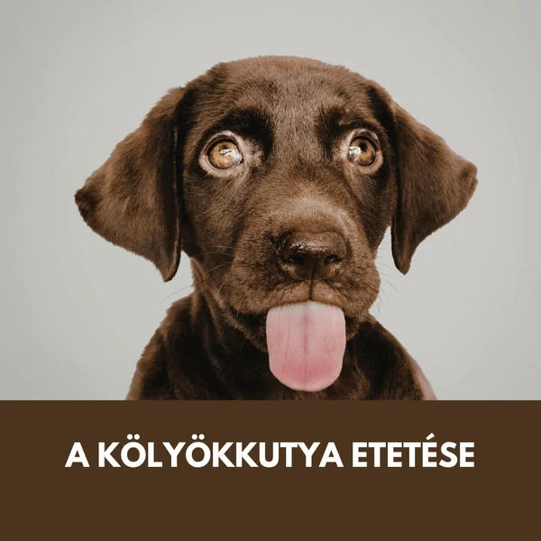 Kölyökkutya konzerv és „nedves” eledel: mikor jó választás, mennyit adj, és mire figyelj az összetevőknél?