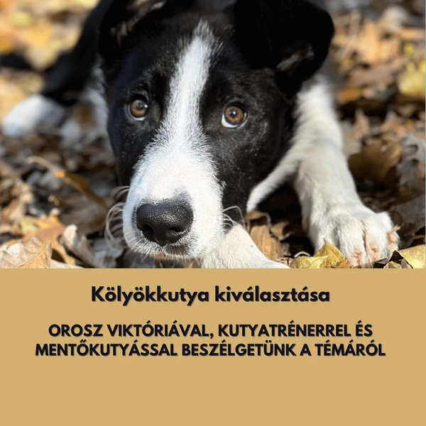 Kölyök kiválasztása kutyatréner, mentőkutyás szemmel 