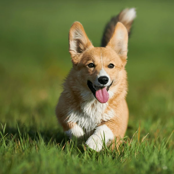 Pembroke Welsh Corgi története, gondozása és etetése