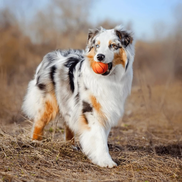 Ausztrál juhász története, gondozása és etetése