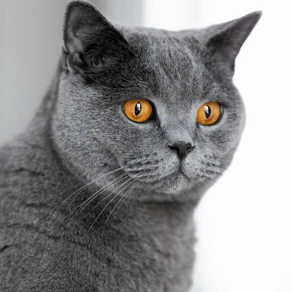 Brit rövid szőrű macska etetése és gondozása