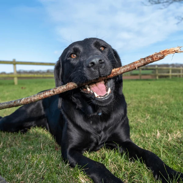 Labrador etetése, gondozása, története