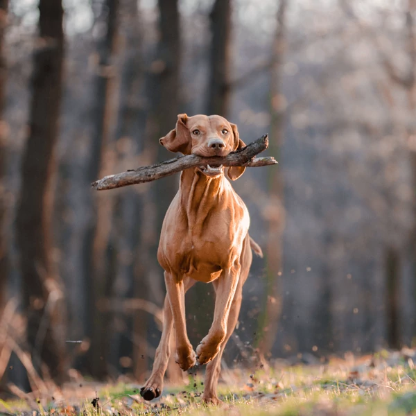 Magyar vizsla története, gondozása és etetése
