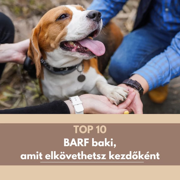 TOP 10 baki, amit kezdő BARFosként elkövethetsz