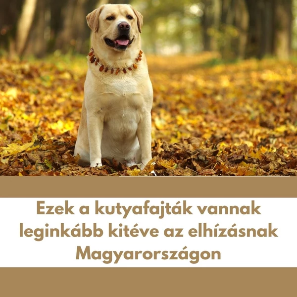 Ezek a kutyafajták vannak leginkább kitéve az elhízásnak ma Magyarországon