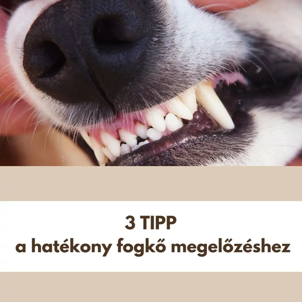 3 tipp a hatékony fogkő megelőzéshez