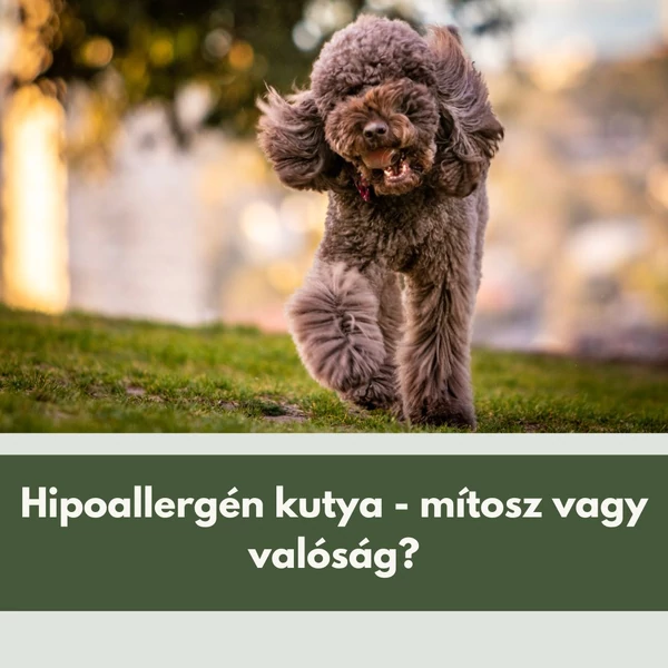 A hipoallergén kutya legendája - Mítosz vagy valóság?