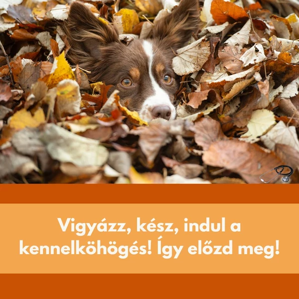 Indul a kennelköhögés! Előzd meg!