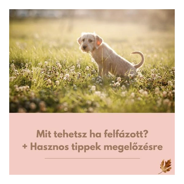 Így előzd meg kutyád felfázását és ezzel segíthetsz, ha már megtörtént a baj