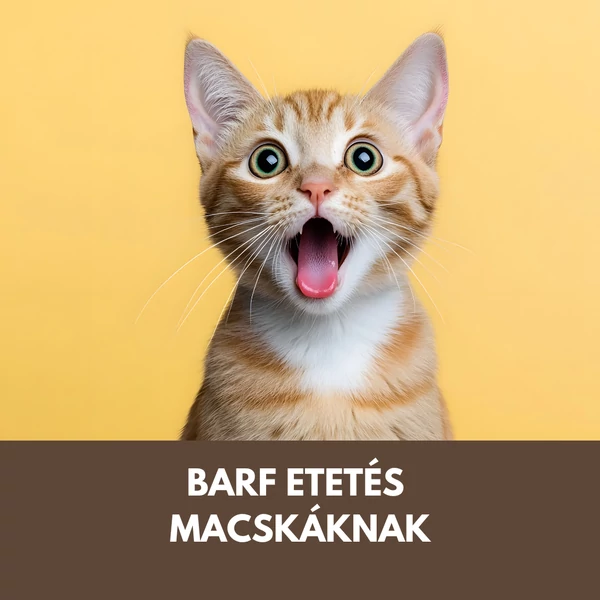 Macska BARF etetés röviden - miben más, mint a kutyáknál?