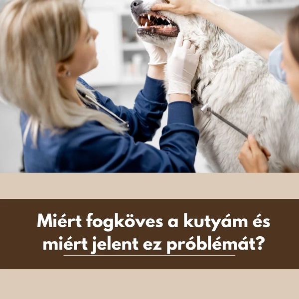 Miért fogköves a kutyám és miért jelent ez problémát?