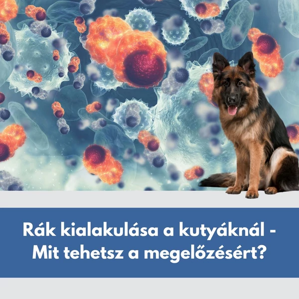 Rák kialakulása a kutyáknál - Mit tehetsz a megelőzésért?