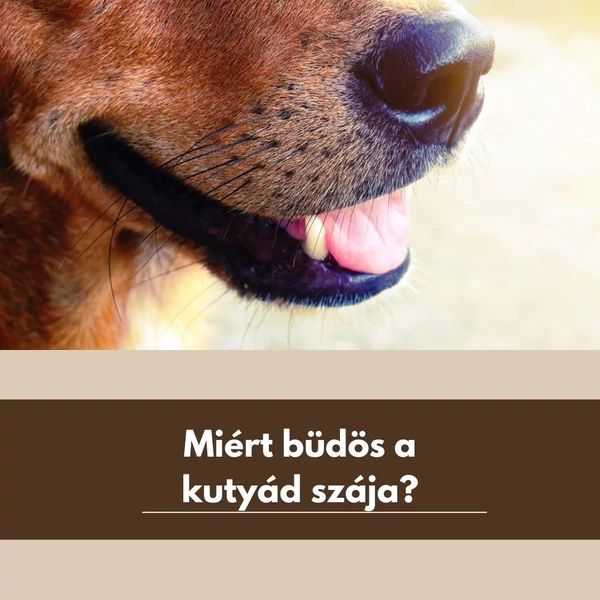 Miért büdös a kutyád szája?