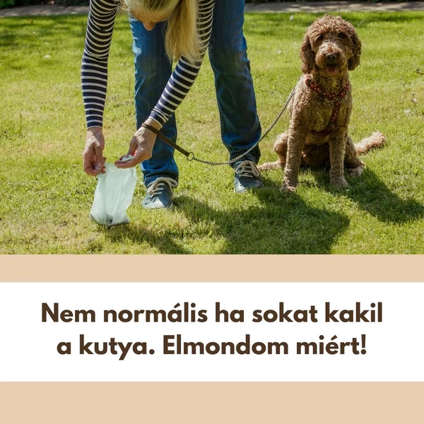 Nem normális, ha sokat kakil a kutya. Elmondom, miért!