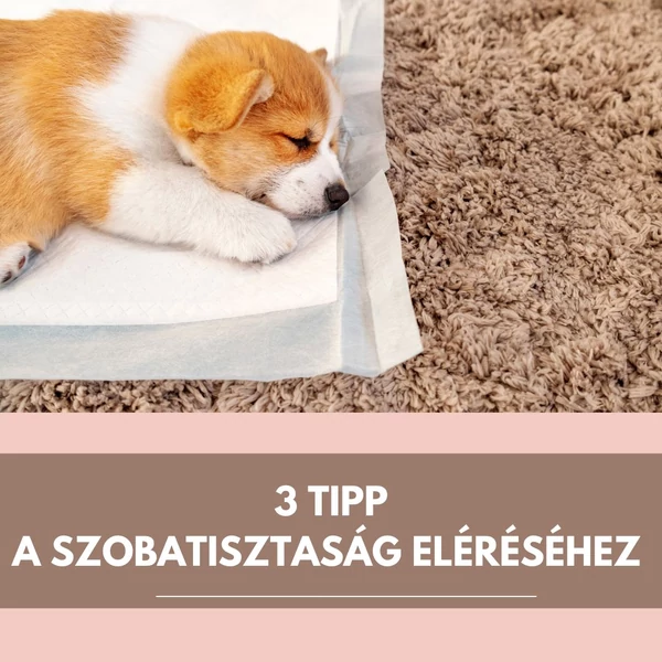 3 tipp a szobatisztaság eléréséhez
