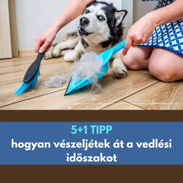 Kutya Vedles Ellen