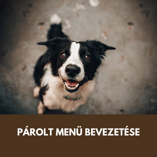 Párolt menü kutyáknak: hogyan vezesd be biztonságosan az új étrendet 10 nap alatt?
