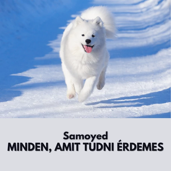 Samoyed kutya bemutatása - a mosolygós jegesmaci