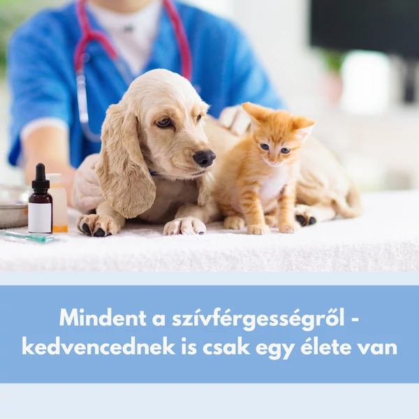 Mindent a szívférgességről - kedvencednek is csak egy élete van 