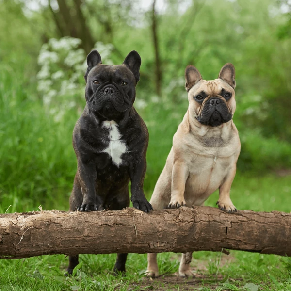 Francia bulldog etetése, gondozása, története