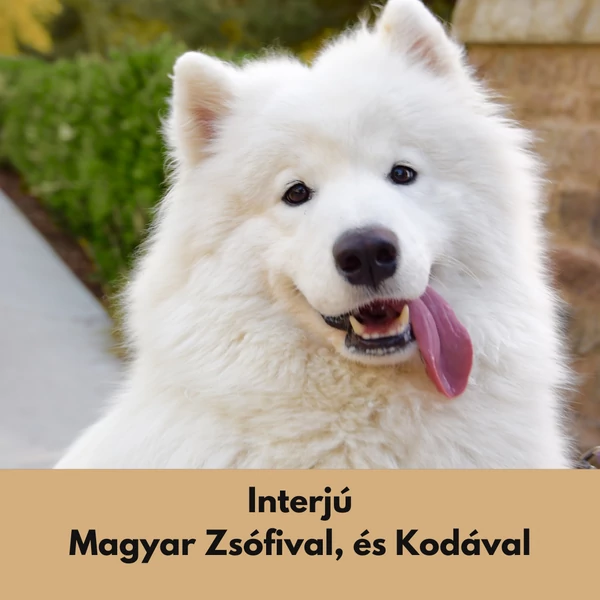 Interjú Magyar Zsófival, és Kodával